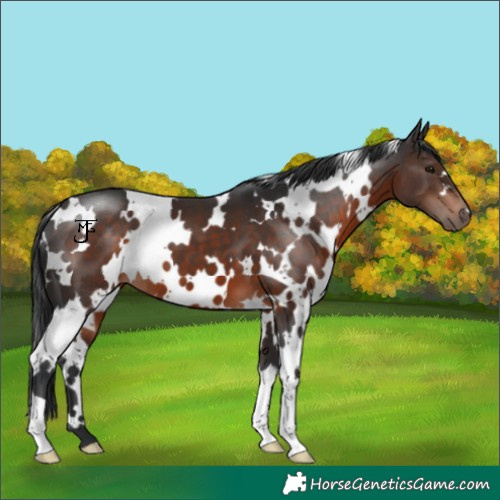 Horse Color:White Spotted Brown
