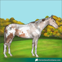 Horse Color:White Spotted Brown Pearl 