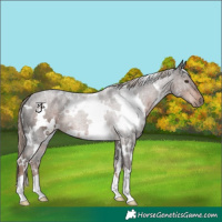 Horse Color:White Spotted Liver Chestnut 