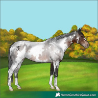 Horse Color:White Spotted Brown 