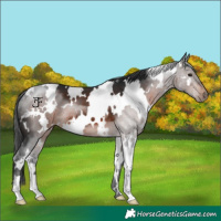 Horse Color:White Spotted Brown 