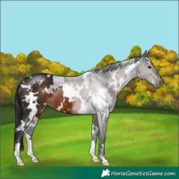 Horse Color:White Spotted Brown 