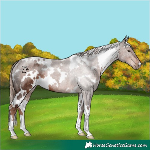 Horse Color:White Spotted Liver Chestnut Rabicano