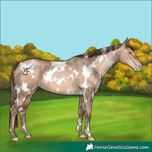Horse Color:White Spotted Brown Pearl Dun