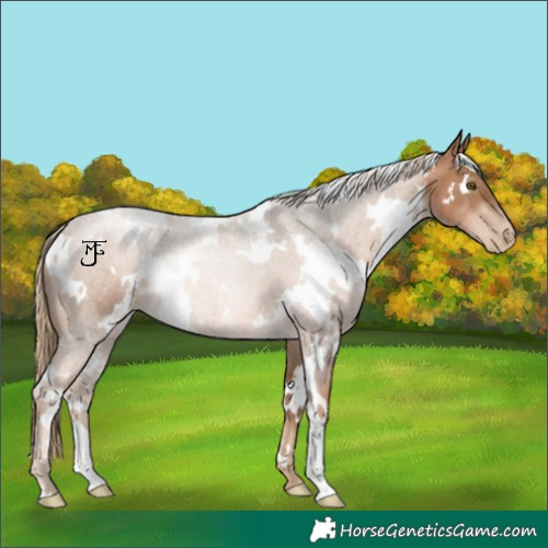 Horse Color:White Spotted Liver Chestnut Pearl