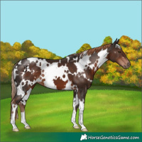 Horse Color:White Spotted Liver Chestnut