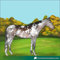 Horse Color:White Spotted Brown 