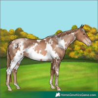 Horse Color:White Spotted Liver Chestnut Pearl