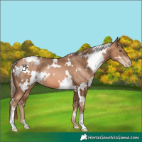 Horse Color:White Spotted Liver Chestnut Pearl 