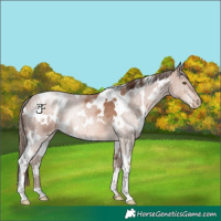 Horse Color:White Spotted Brown Pearl
