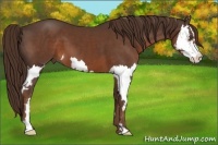 Horse Color:Liver Chestnut Splash Frame 