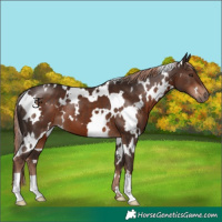 Horse Color:White Spotted Liver Chestnut 