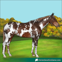 Horse Color:White Spotted Liver Chestnut