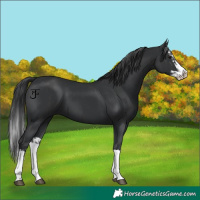 Horse Color:Black Splash  and Black Splash 