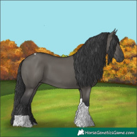Horse Color:Grullo Tobiano Rabicano