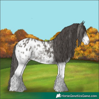 Horse Color:White Spotted Grullo Blanket 