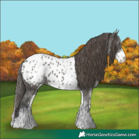 Horse Color:White Spotted Grullo Blanket 