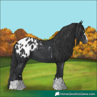 Horse Color:Black Appaloosa