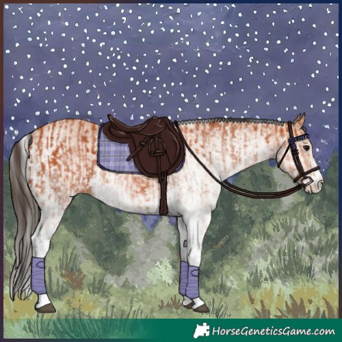 Horse Color:White Spotted Bay Splash  and White Spotted Bay 