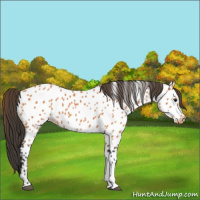 Horse Color:Bay Appaloosa 