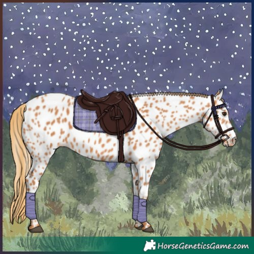 Horse Color:Chestnut Near Leopard