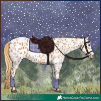 Horse Color:Chestnut Appaloosa