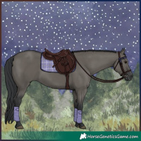 Horse Color:Grullo 
