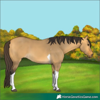 Horse Color:Buckskin Dun Tobiano 