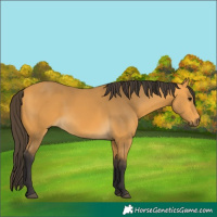 Horse Color:Buckskin 