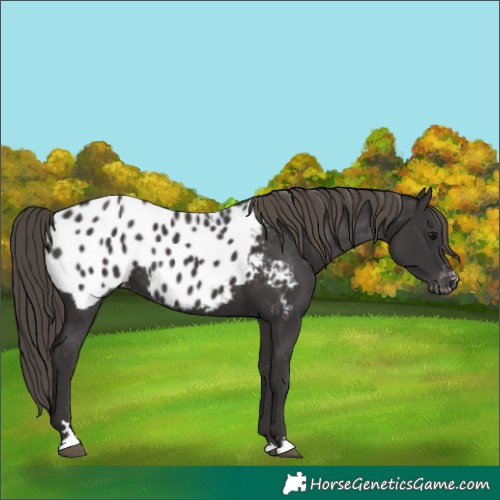 Horse Color:Smoky Black Near Leopard 