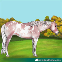 Horse Color:Watercolor White Spotted Silver Brown Onyx Sabino 