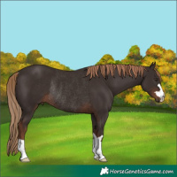 Horse Color:Liver Chestnut Rabicano