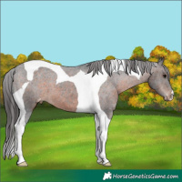 Horse Color:Brown Tobiano Appaloosa 