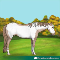 Horse Color:Liver Chestnut Pearl Frame Appaloosa Rabicano 