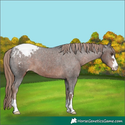 Horse Color:Liver Chestnut Appaloosa 