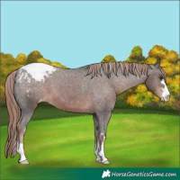 Horse Color:Liver Chestnut Snowcap 