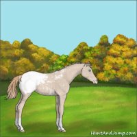 Horse Color:Smoky Creme Appaloosa
