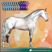Horse Color:Gray White Spotted Silver Bay Appaloosa 