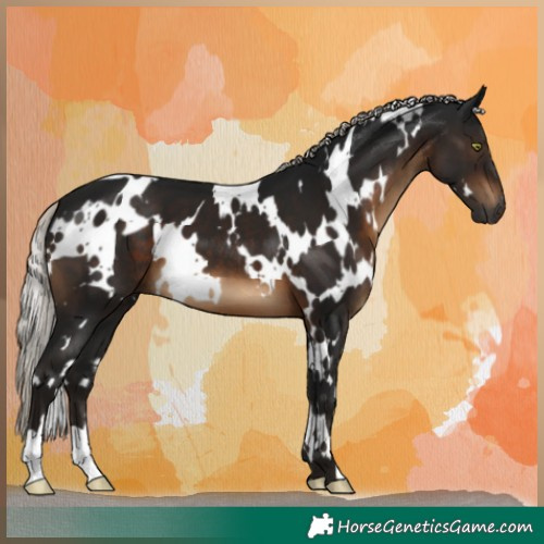 Horse Color:Gray White Spotted Silver Brown