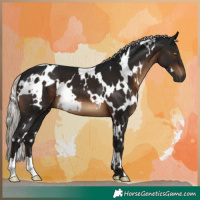 Horse Color:Gray White Spotted Silver Brown