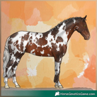 Horse Color:White Spotted Silver Brown Blanket
