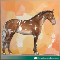Horse Color:Gray White Spotted Silver Sable Champagne 