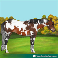 Horse Color:White Spotted Brown 