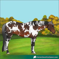 Horse Color:White Spotted Brown 