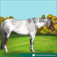 Horse Color:White Spotted Liver Chestnut 