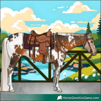 Horse Color:White Spotted Chocolate Palomino