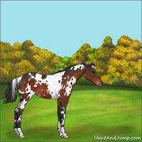 Horse Color:White Spotted Brown Varnish