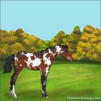 Horse Color:White Spotted Bay 