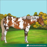 Horse Color:White Spotted Chocolate Palomino