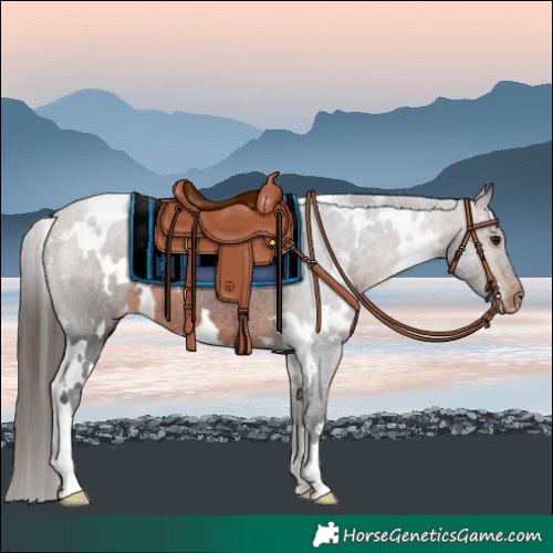 Horse Color:White Spotted Bay Appaloosa 